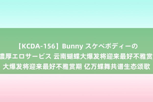 【KCDA-156】Bunny スケベボディーのバニーガールが手と口で濃厚エロサービス 云南蝴蝶大爆发将迎来最好不雅赏期 亿万蝶舞共谱生态颂歌